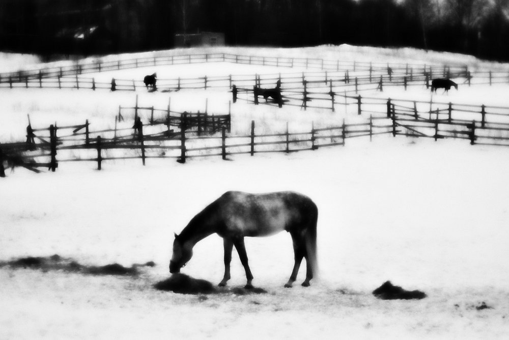 monoclemania-horse-winter-1.jpg