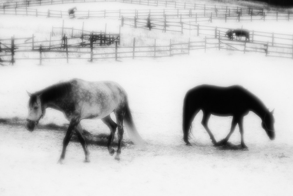 monoclemania-horse-winter-4.jpg