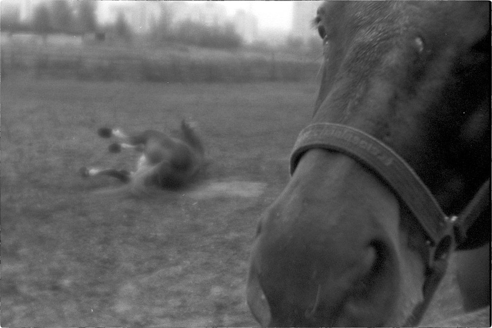 monoclemania-horse-summer-2.jpg