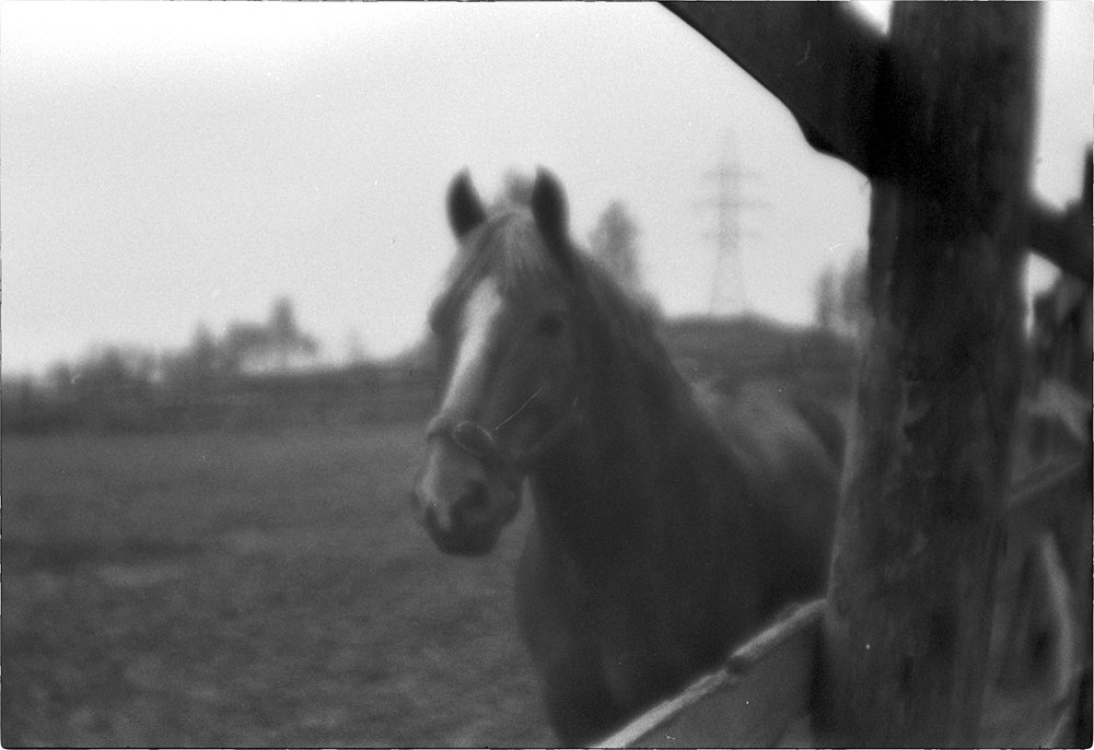 monoclemania-horse-summer-3.jpg