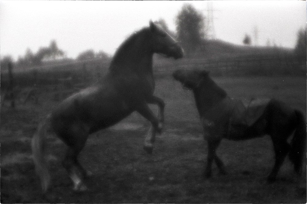 monoclemania-horse-summer-5.jpg