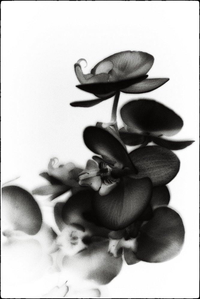 monoclemania-flowers-2.jpg