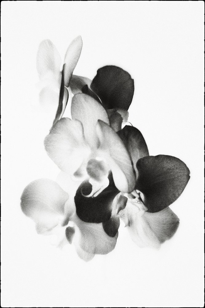 monoclemania-flowers-3.jpg